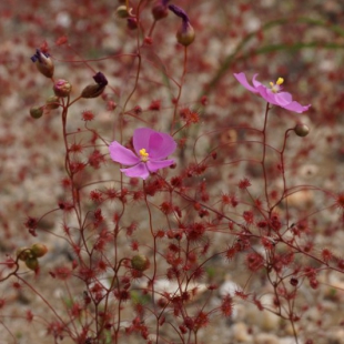 Drosera menziesii